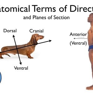 Anatomical Terms of Direction and Planes of Section