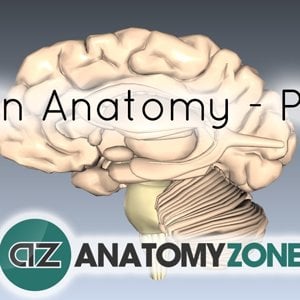 Basic Parts of the Brain - 3D Anatomy Tutorial