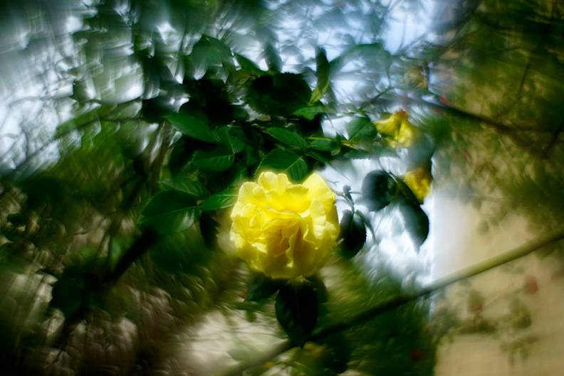 1-Yellow rose.jpg