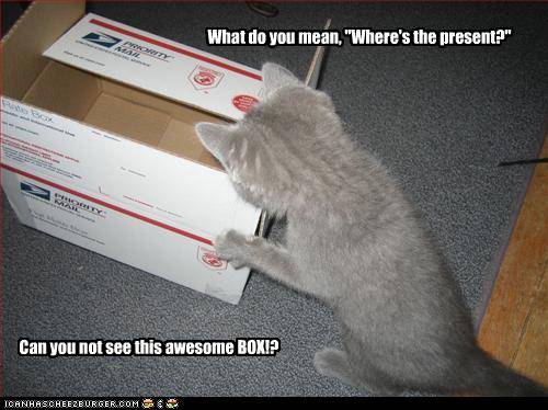 151f6_funny-pictures-cat-got-you-a-box.jpg