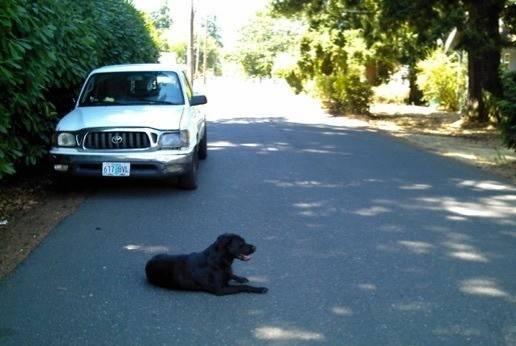 2015.08.04.ml.likes.to.sit.in.the.middle.of.the.street.jpg