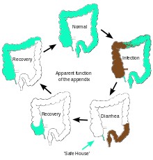 220px-Appendix_function_diagram.svg.png