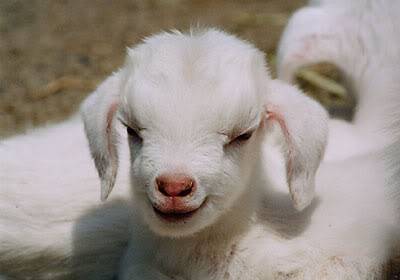 2833061-baby_goat.jpg