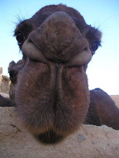 400px-Camel%27s_Face%2C_close-up_%28Iran%2C_2004%29.JPG