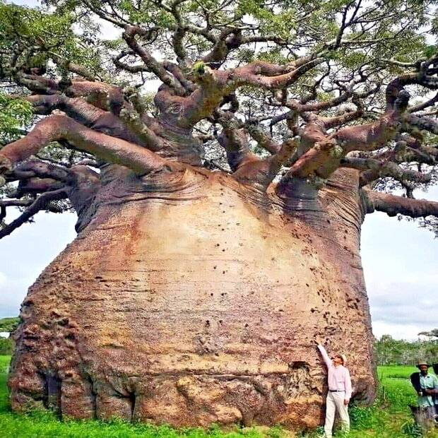 5-Baobab-Seeds-Adansonia-digitata-Tree-of-Life-Rare-Monkey-Bread-Bonsai-Plant_648f4fa8-51c9-4...jpeg