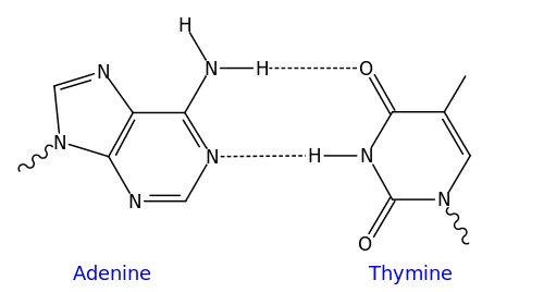 500px-AT_DNA_base_pair.svg.png