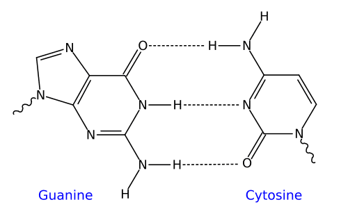 500px-GC_DNA_base_pair.svg.png