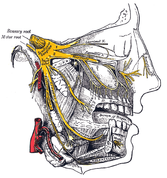 563px-Gray778_Trigeminal.png