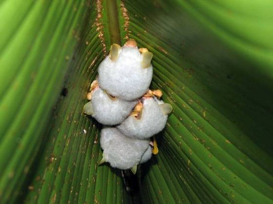 800px-ectophylla_alba_costa_rica.jpg