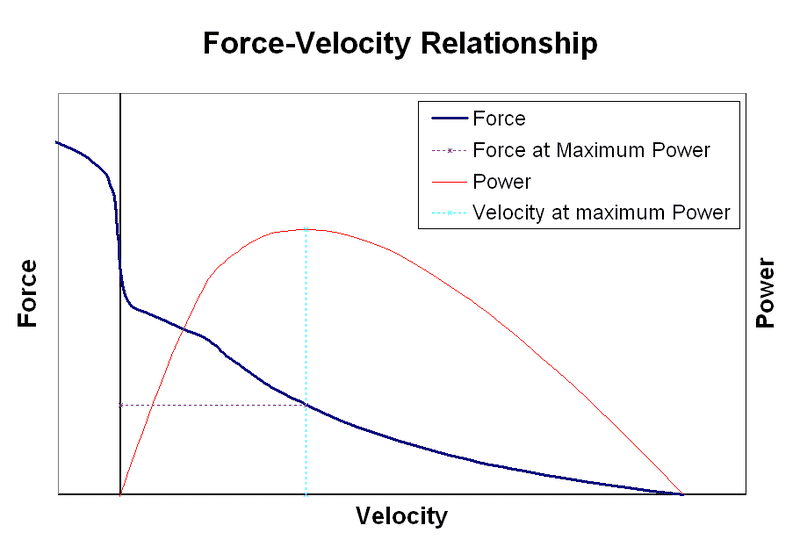 800px-Muscle_Force_Velocity_relationship.png