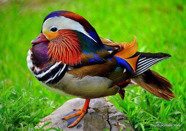 a.aaa-Most-Colorful-Bird.jpg