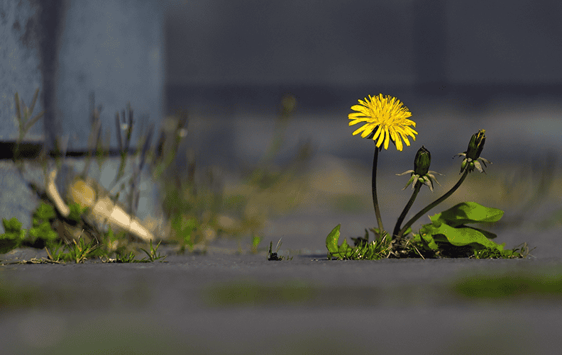 A dandelion in the courtyard (Pentacon 135mm).png