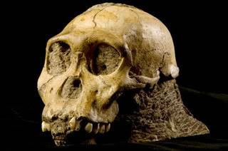 alg_skull_australopithecus.jpg