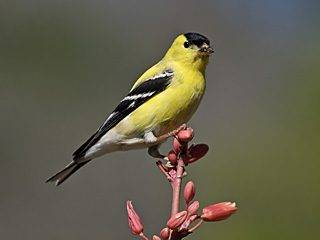 AmericanGoldfinch_LaraAHardesty_blog.jpg