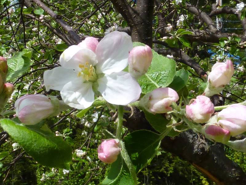 appleblossom-1.jpg