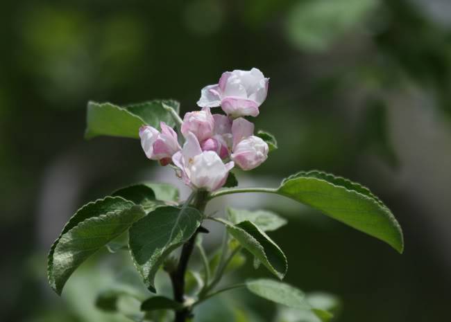 appleblossoms.jpg