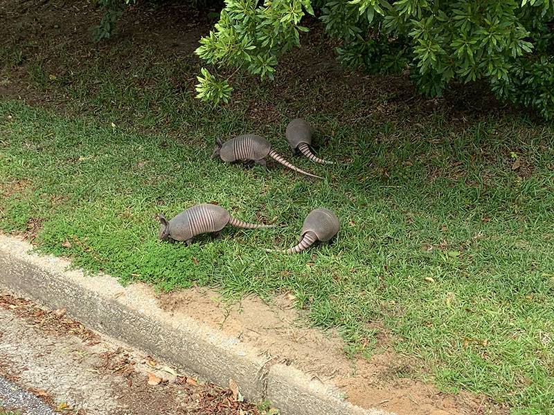 armadillos.jpg