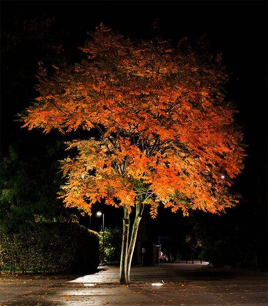 Autumn Tree.jpg