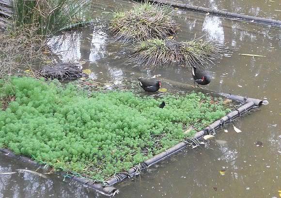 The Struggling Life of Common Moorhen at University Lake