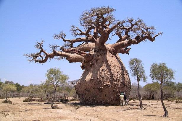 baobab-fruit-antioxidant-baomix-pulp-leaves-coffee-bio-cafe-biologique-organic-agoji-david-her...jpg