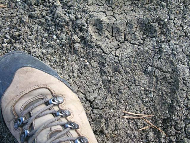 Bear-Tracks-old_8395.jpg