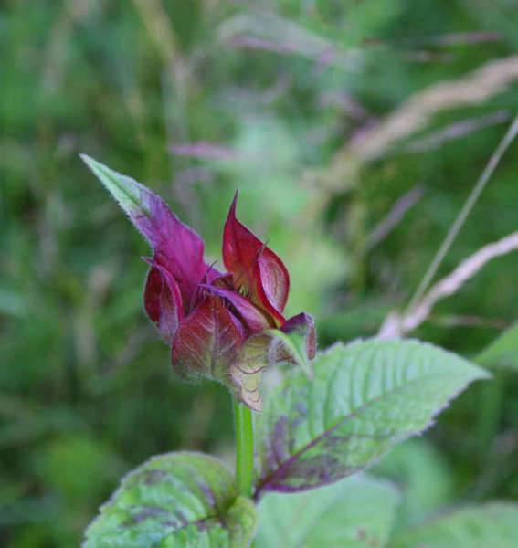 beebalm.jpg