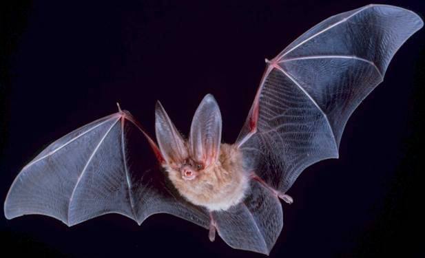 Big-eared-townsend-fledermaus.jpg