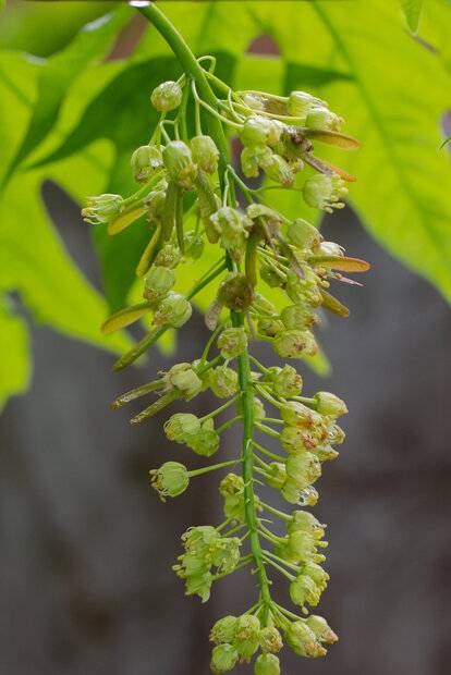 big leaf mapel seeds developing.jpg