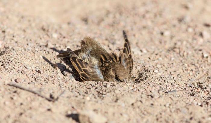 birds-take-dust-baths.jpg