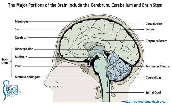 brain_portions_illus20a.jpg