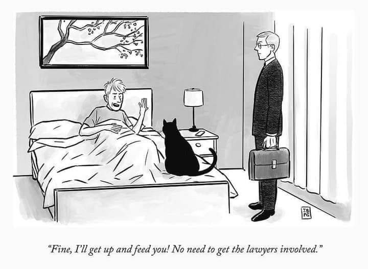 Cat Lawyers.jpg