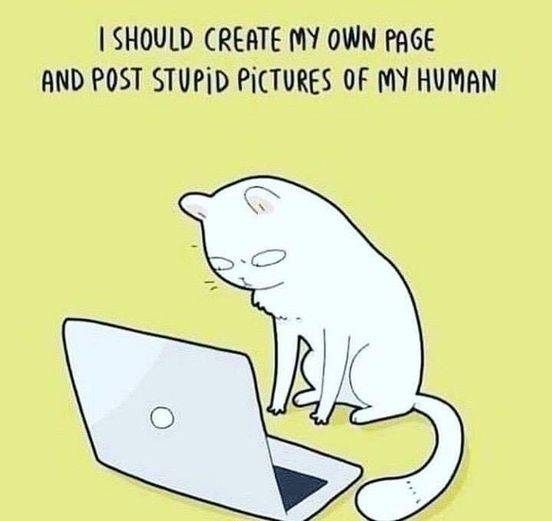 Cat posts on facebook.jpg