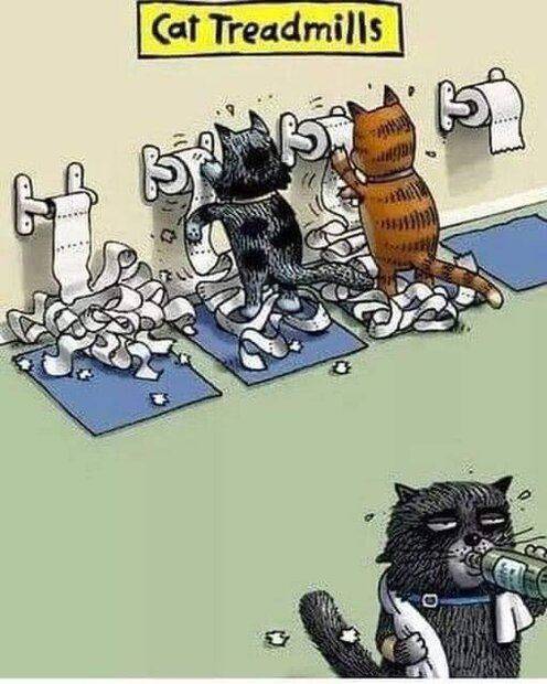 Cat Treadmills.jpg