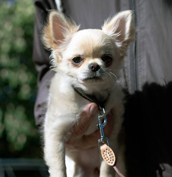 Chihuahua (4).jpg