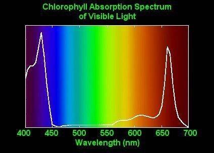 Chlorophyll.jpg