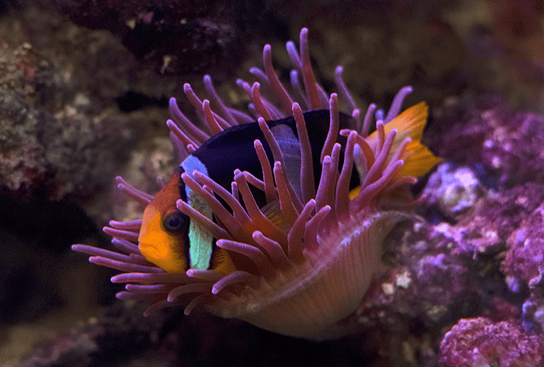 Clownfish 803m1 (x800).png