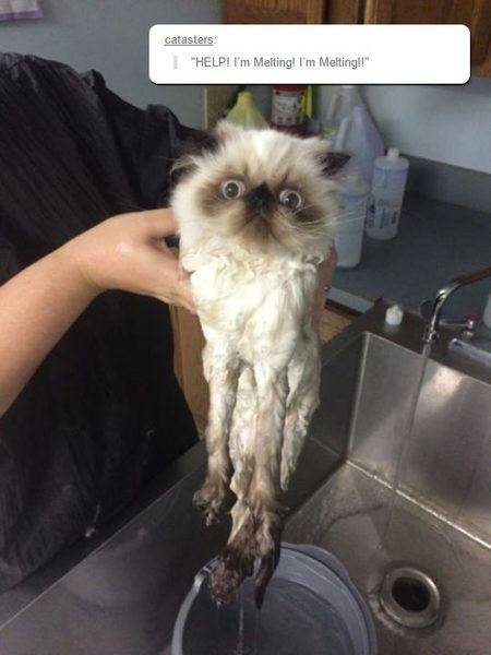 cool-cat-wet-melting-bath-mad.jpg