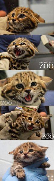 cool-tiger-baby-zoo-Philadelphia.jpg