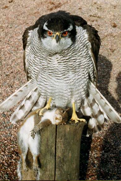 Copy_of_Goshawk_and_squirrel.jpg