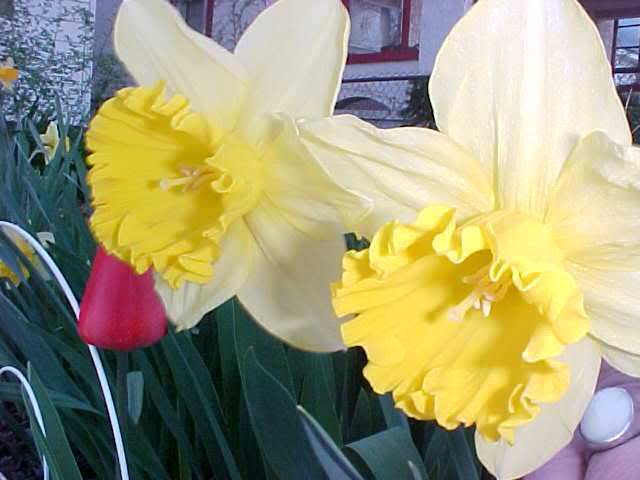 daffodil.jpg