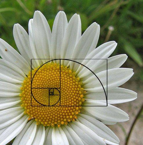 daisy-spiral.jpg