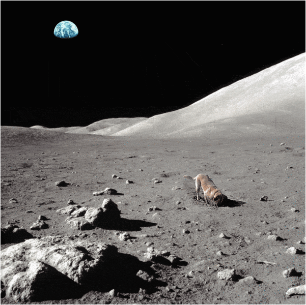 dog on the moon.gif