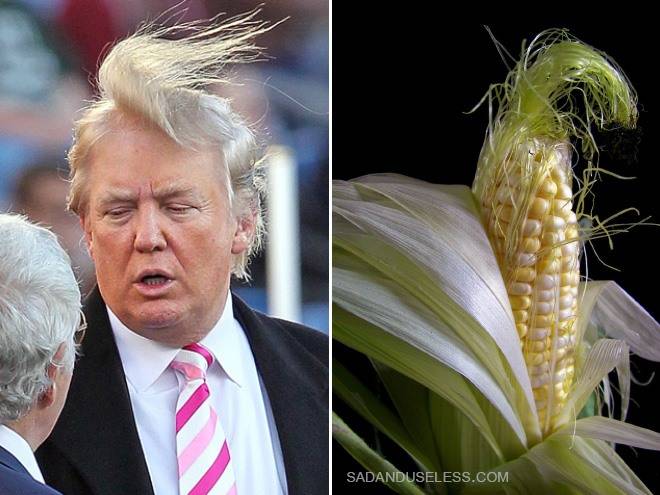 donald-trump-corn.jpg
