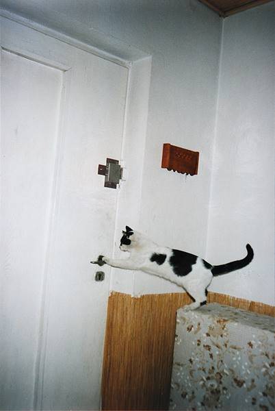 door_cat.jpg