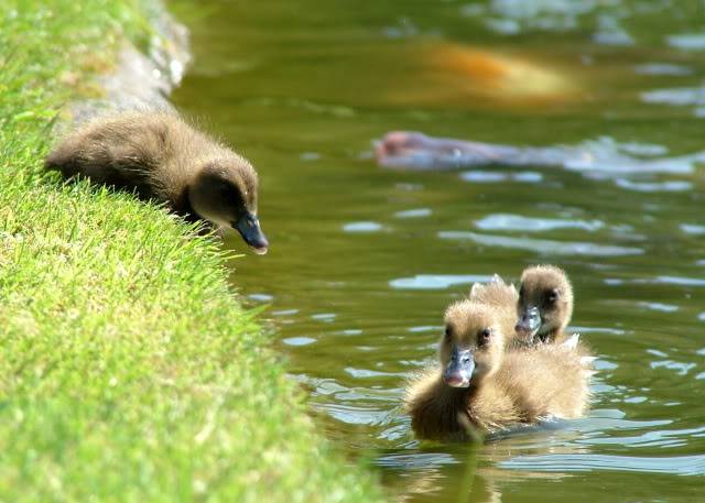 VOTE PF PHOTO CONTEST - Duck duck goose | Physics Forums: Science ...