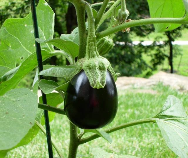 eggplant711zy7.jpg