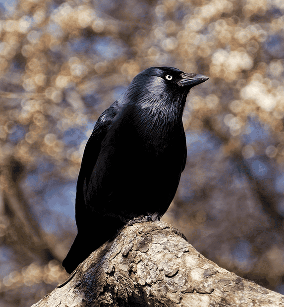 Eurasian Jackdaw on a tree branch (Sony 55-210mm).png