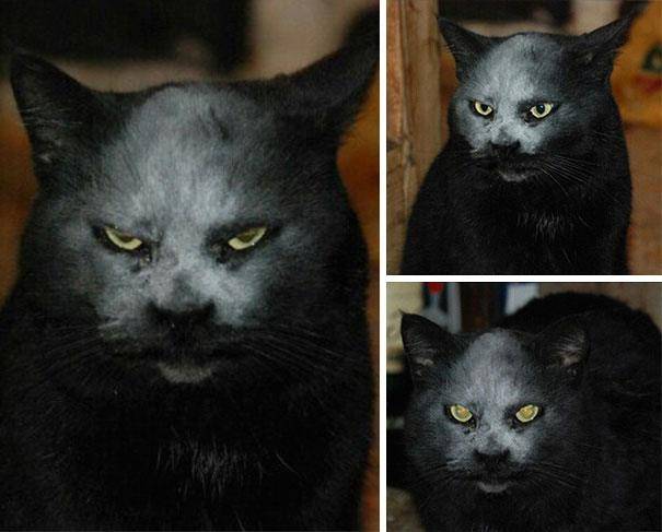 Evil-Cats-Demons-Summoning-Satan-121-58d0fd494e643__605.jpg