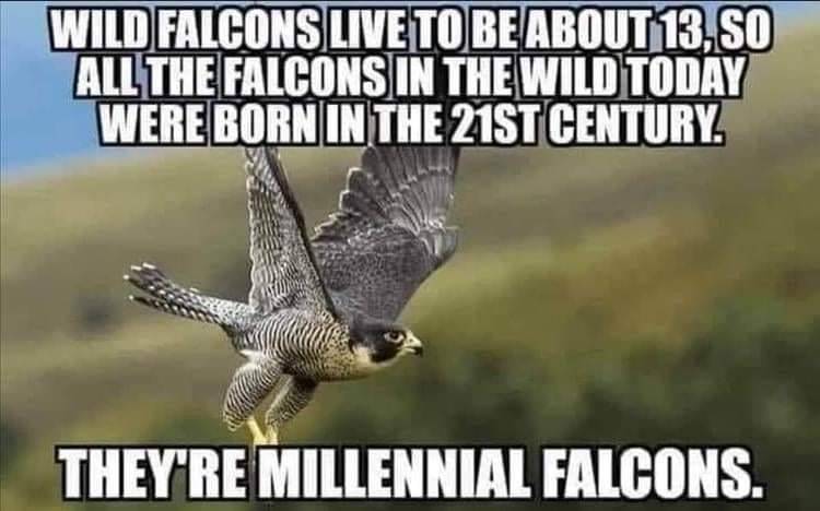 falcon.jpg