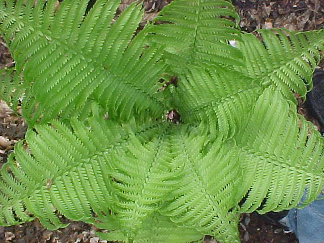 ferns02.jpg